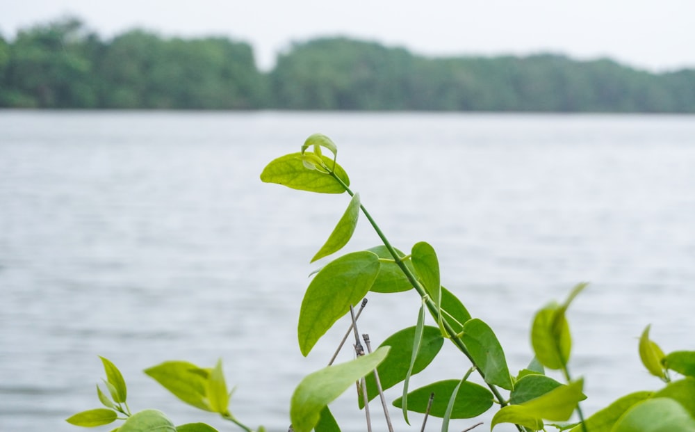 un gros plan d’une plante