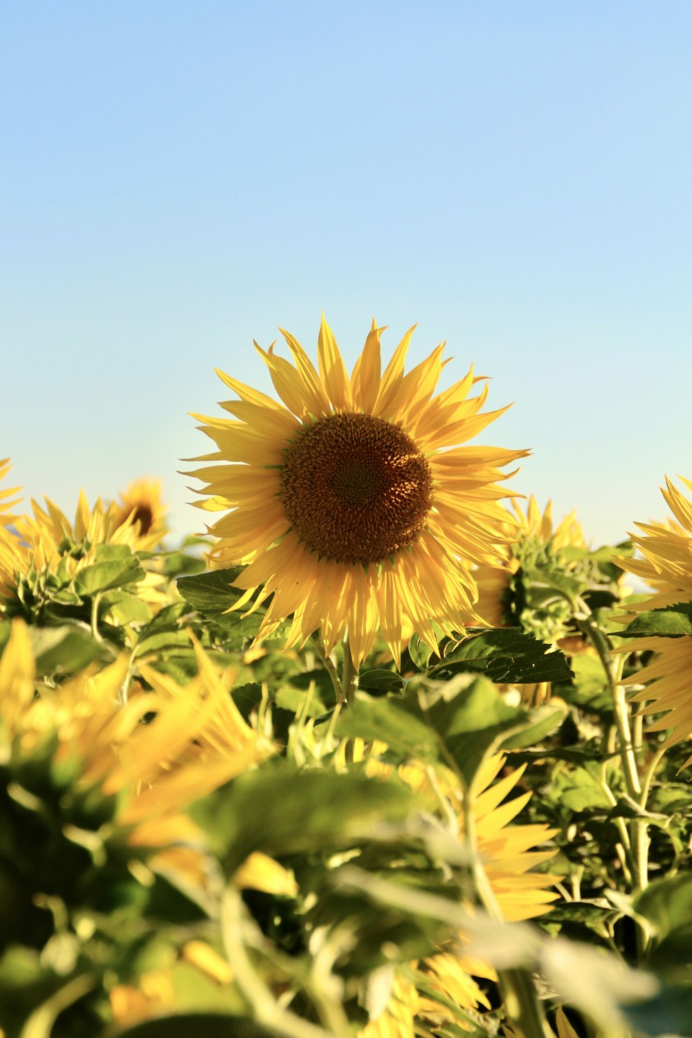 a yellow sunflower in a field