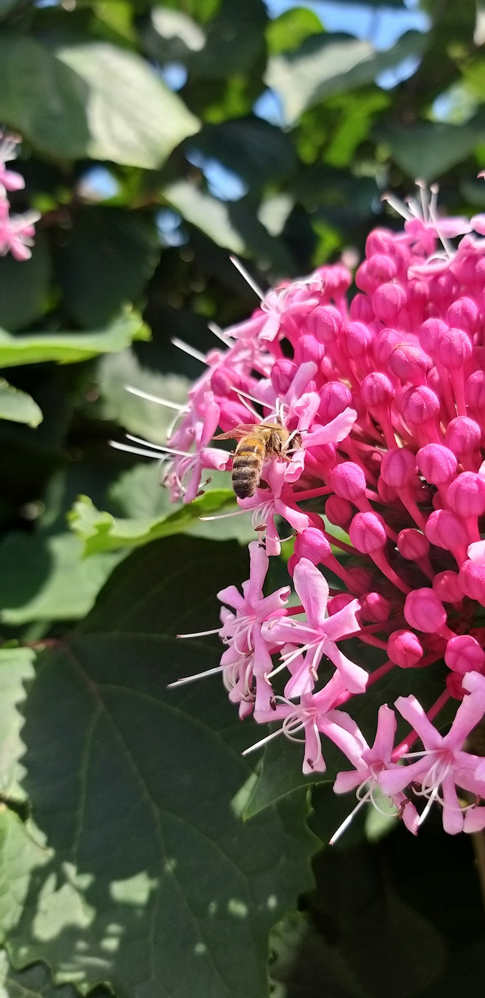 a bee on a flower