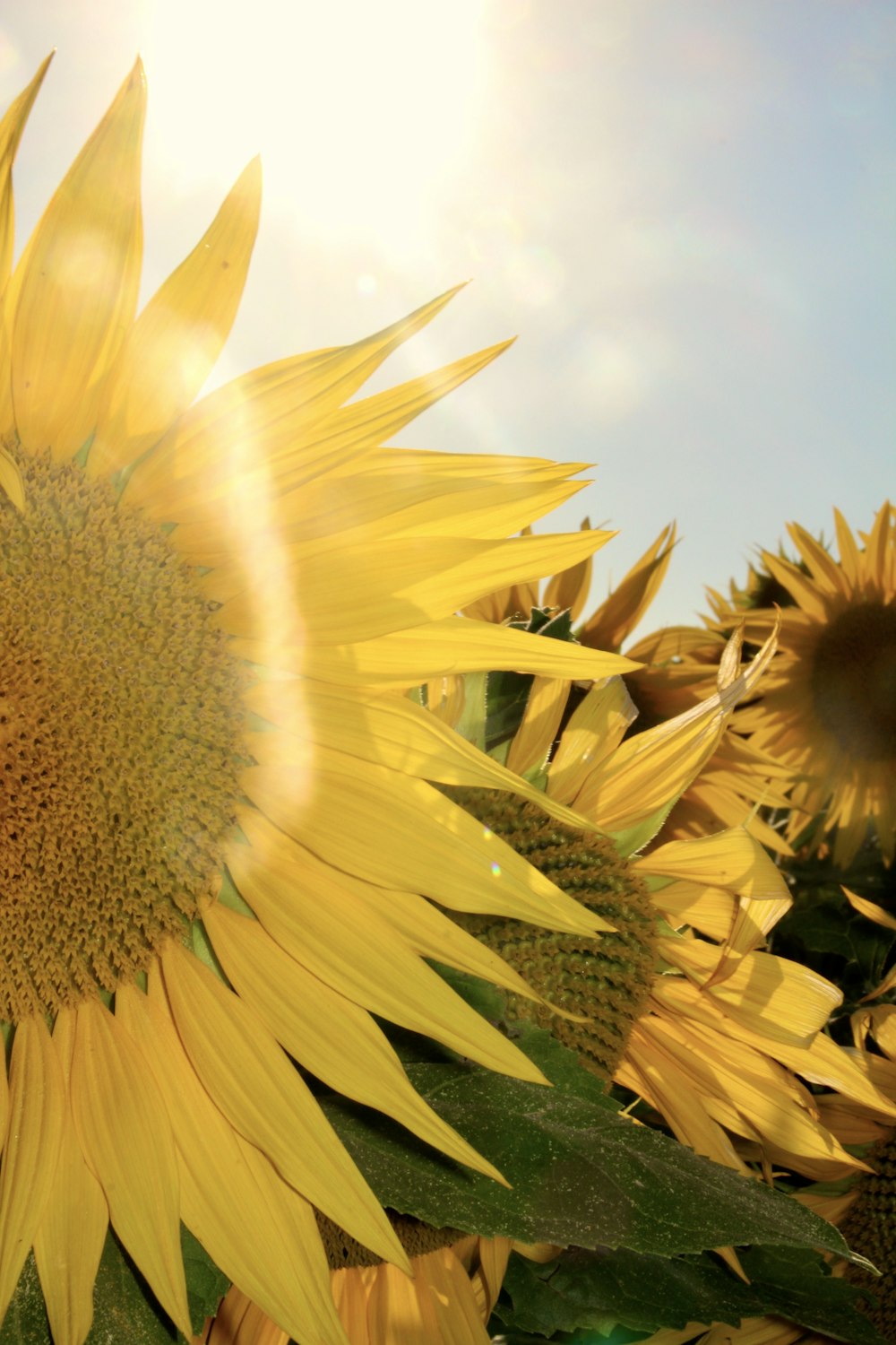 sunflowers with the sun shining through them