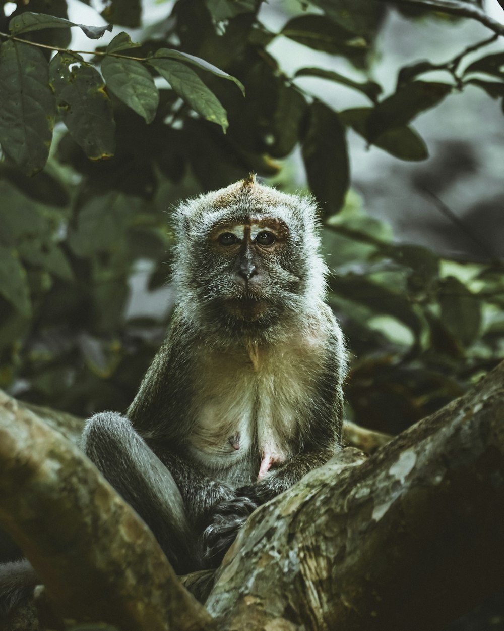 um macaco sentado em um galho de árvore