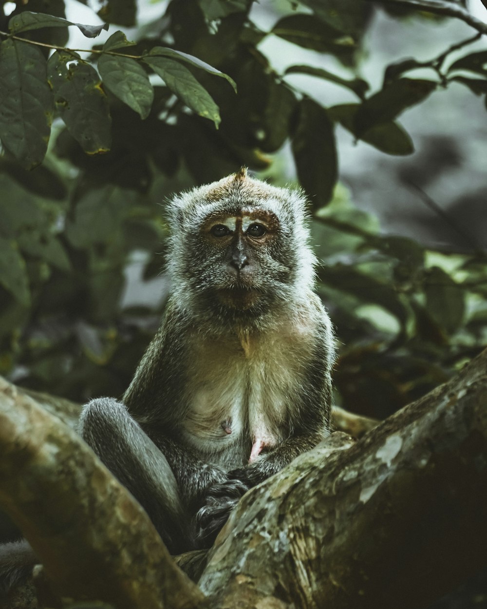 Un mono sentado en la rama de un árbol