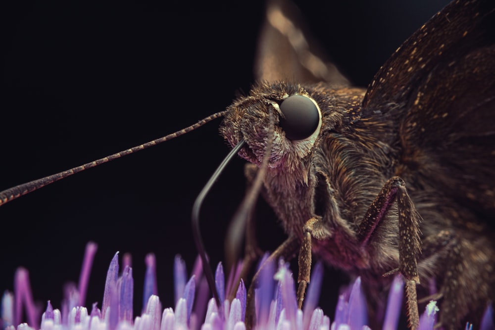 Un primo piano di una mosca