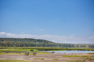 A peaceful landscape of the sanctuary with animals roaming freely in nature.