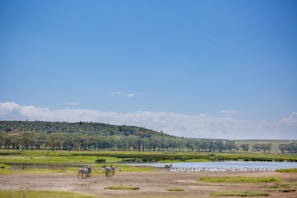 A tranquil landscape with zebras grazing near a serene water body, surrounded by lush green grass and a line of trees in the distance under a clear blue sky.