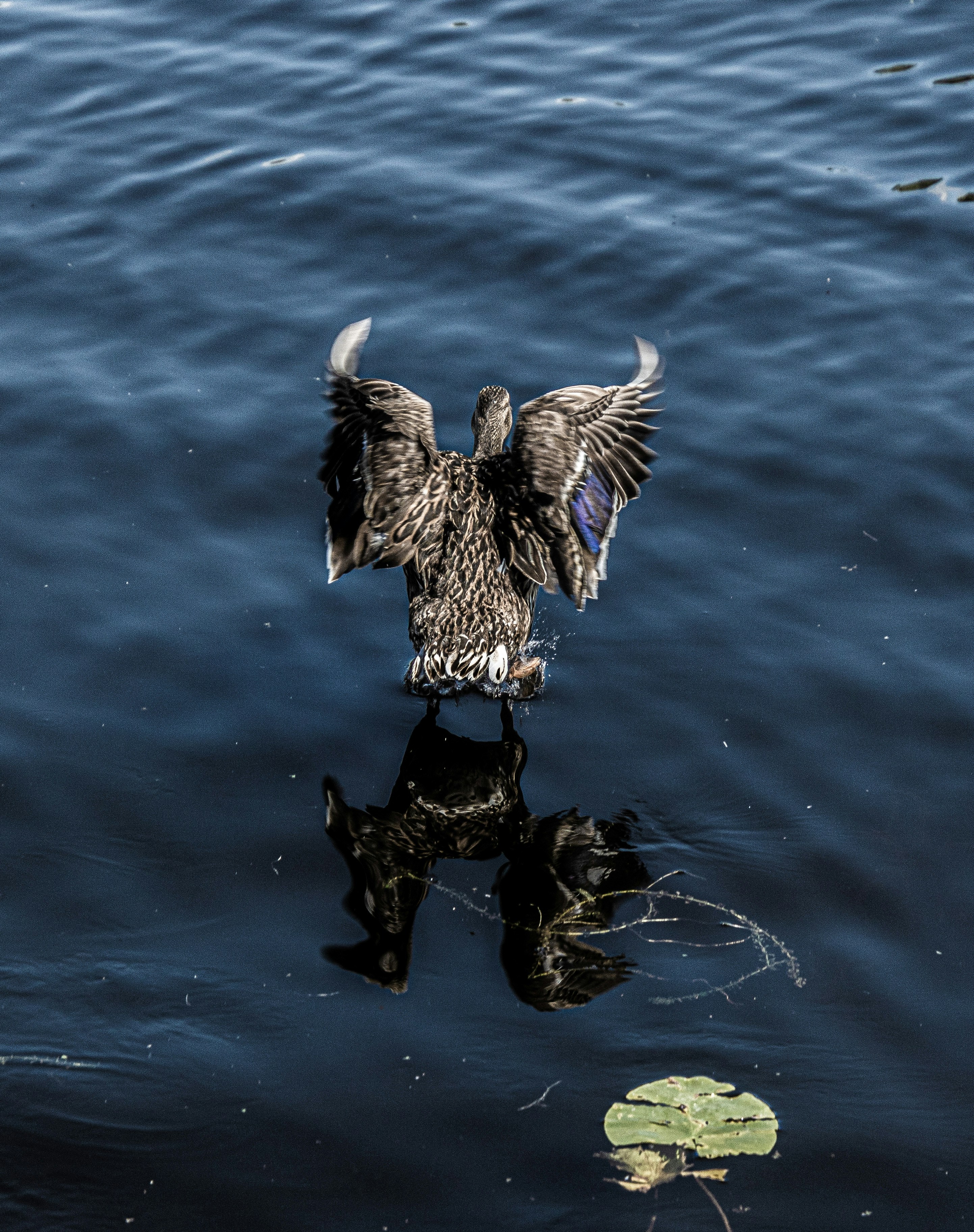 a duck swimming in water