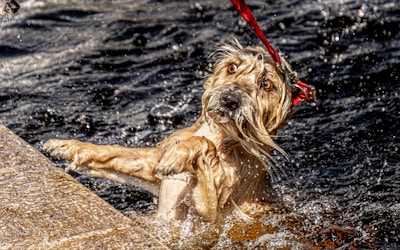 A wet dog with a light brown coat and expressive eyes is being pulled by a red leash as it tries to climb out of the water. Its front paws rest against a stone surface, and water droplets splash around, capturing a lively and animated moment.