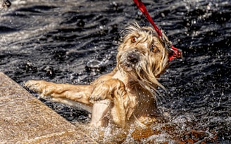 A wet dog with a light brown coat and expressive eyes is being pulled by a red leash as it tries to climb out of the water. Its front paws rest against a stone surface, and water droplets splash around, capturing a lively and animated moment.