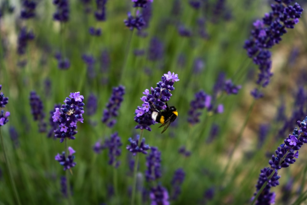 Una abeja en una flor