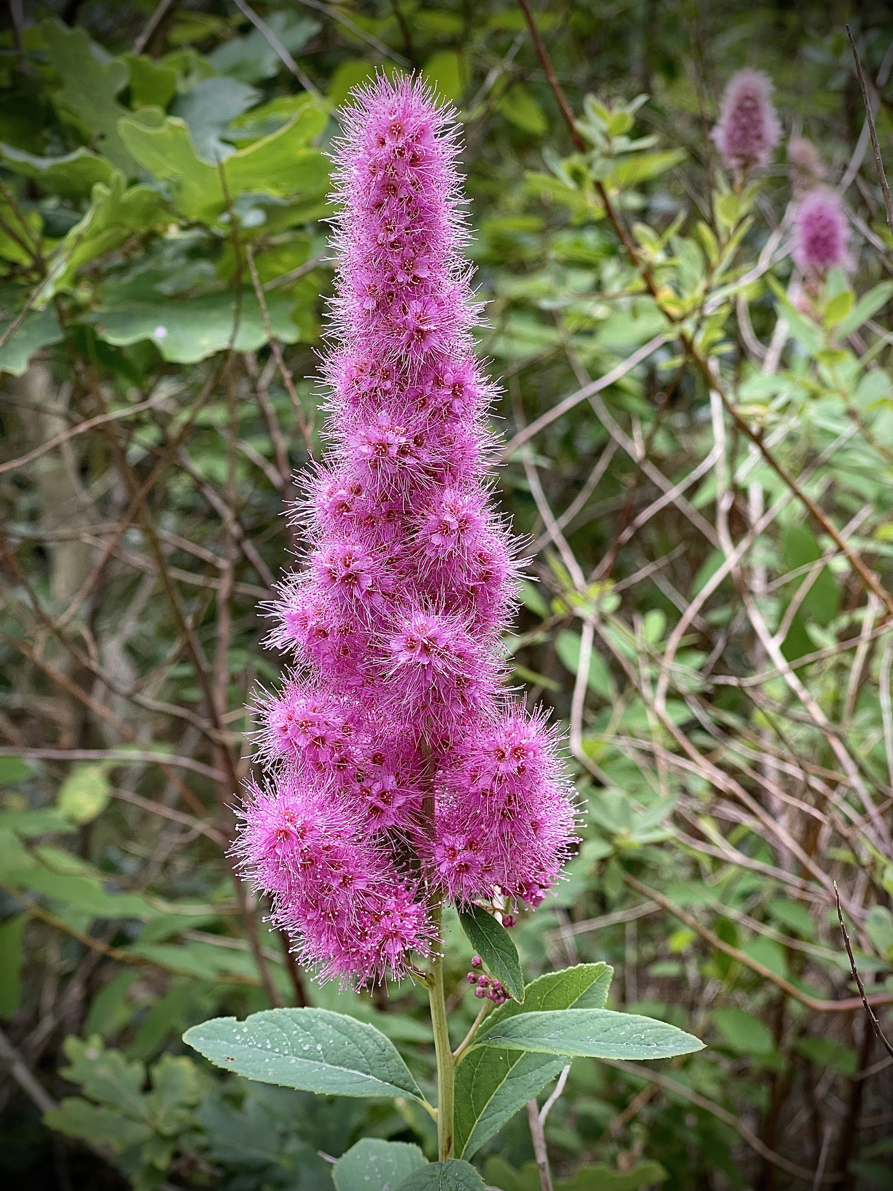 eine lila Blume mit grünen Blättern
