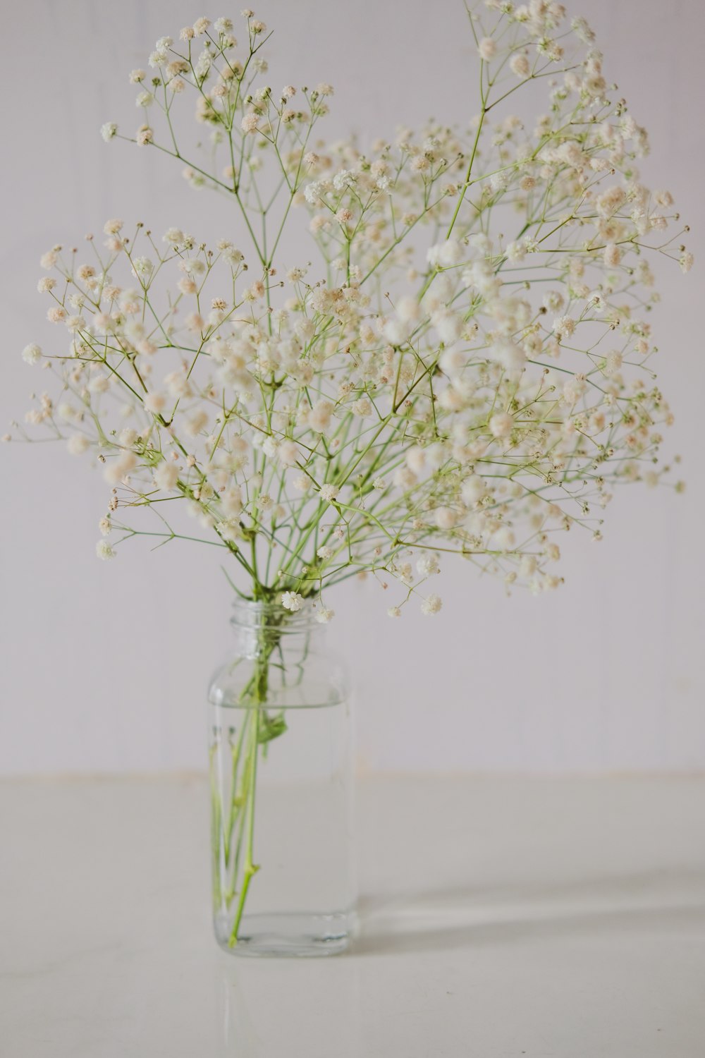 a vase with white flowers