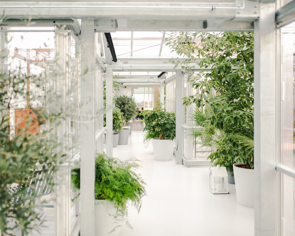 a hallway with potted plants