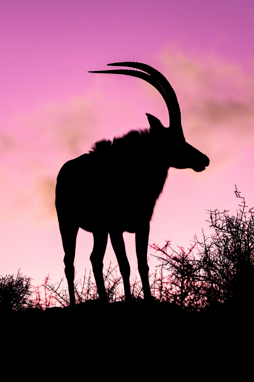 a silhouette of a horned animal