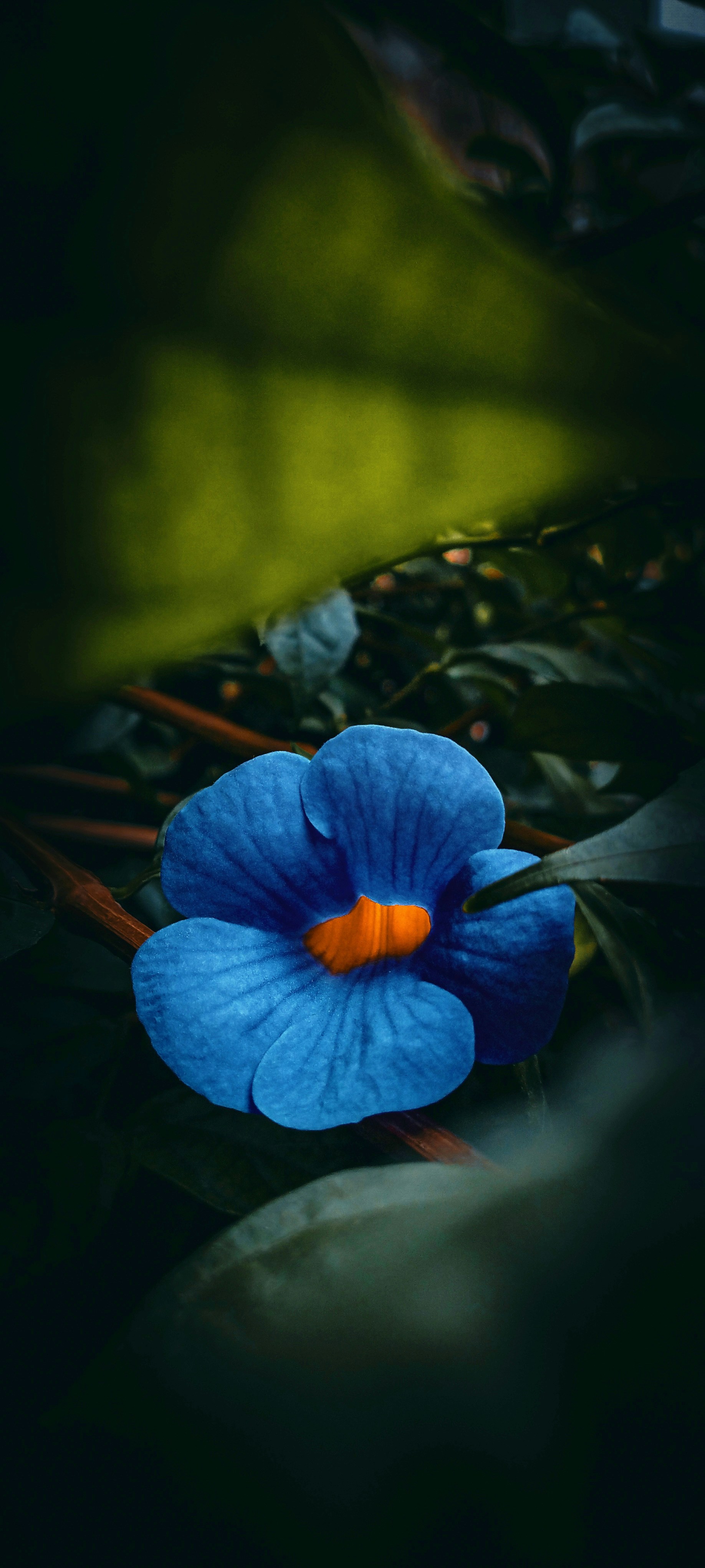 blue wallpaper nature, wallpaper, Obat Batuk Berdahak: Cara Ampuh Mengatasi Batuk 5