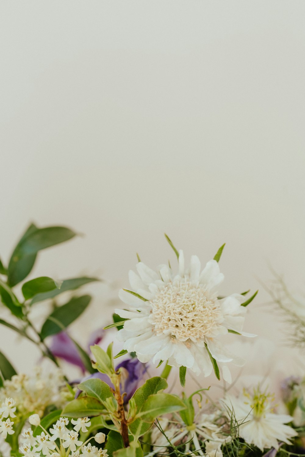 a close up of flowers