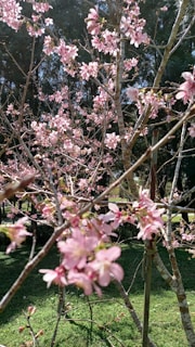 Behind-the-scenes glimpse of the film crew setting up a delicate scene under blooming cherry trees.
