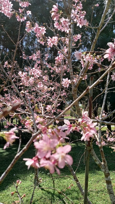 Behind-the-scenes glimpse of the film crew setting up a delicate scene under blooming cherry trees.