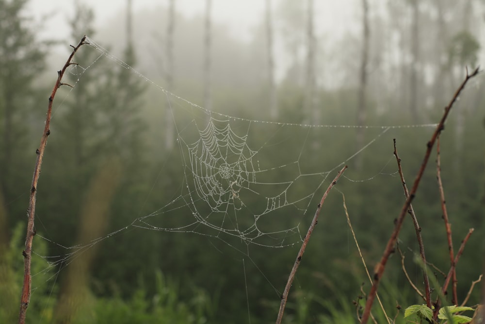 Una ragnatela in una foresta