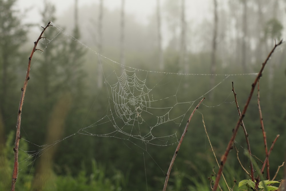 a spider web in a forest