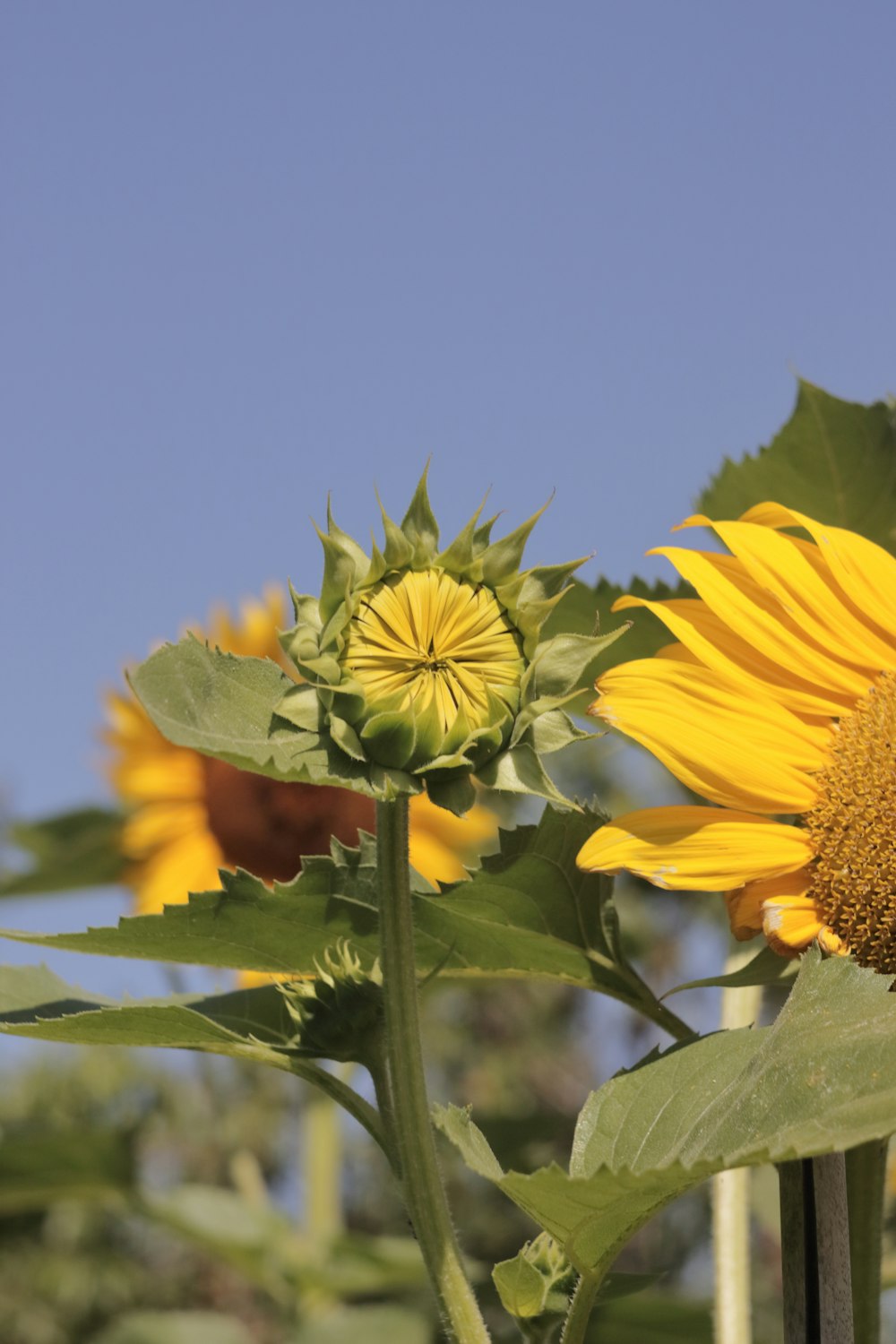 a close-up of some flowers