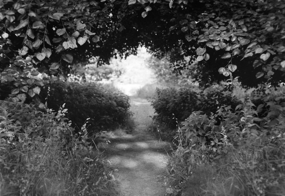 a path through a forest