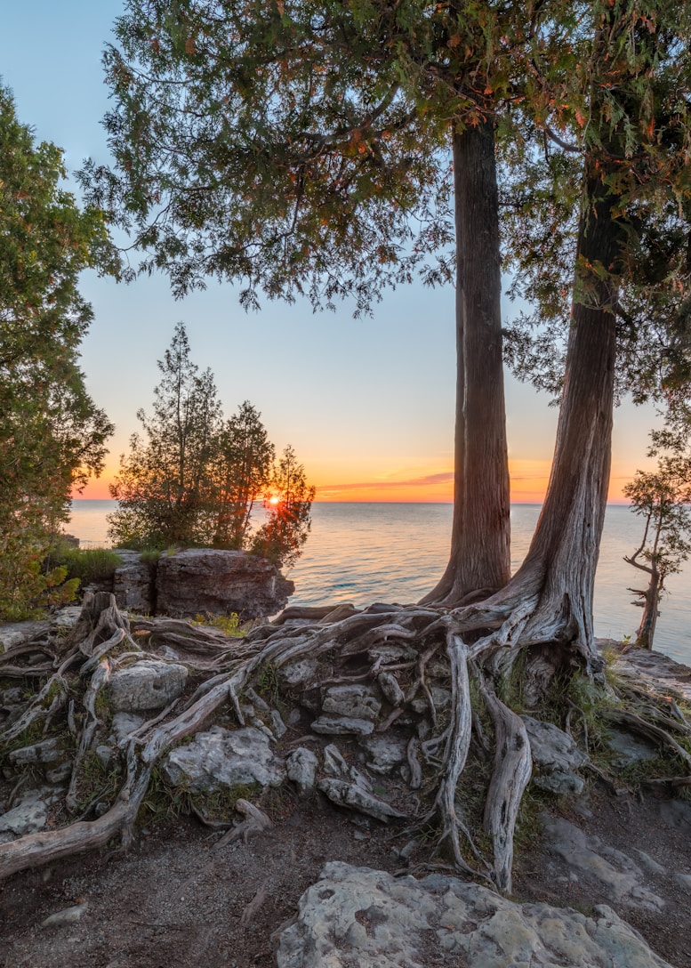 a tree next to a body of water