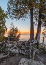 a tree next to a body of water