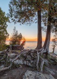 a tree next to a body of water