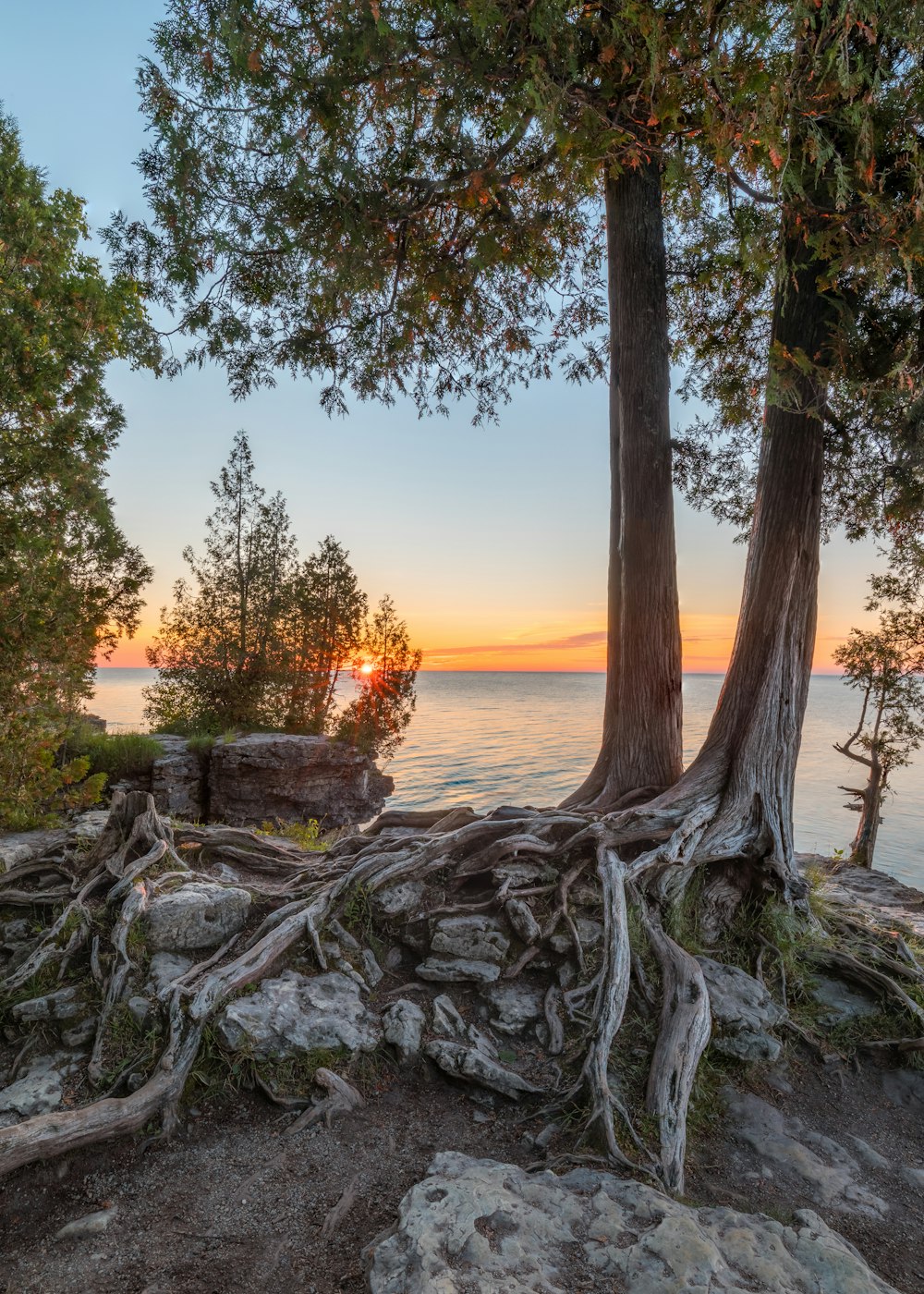 a tree next to a body of water