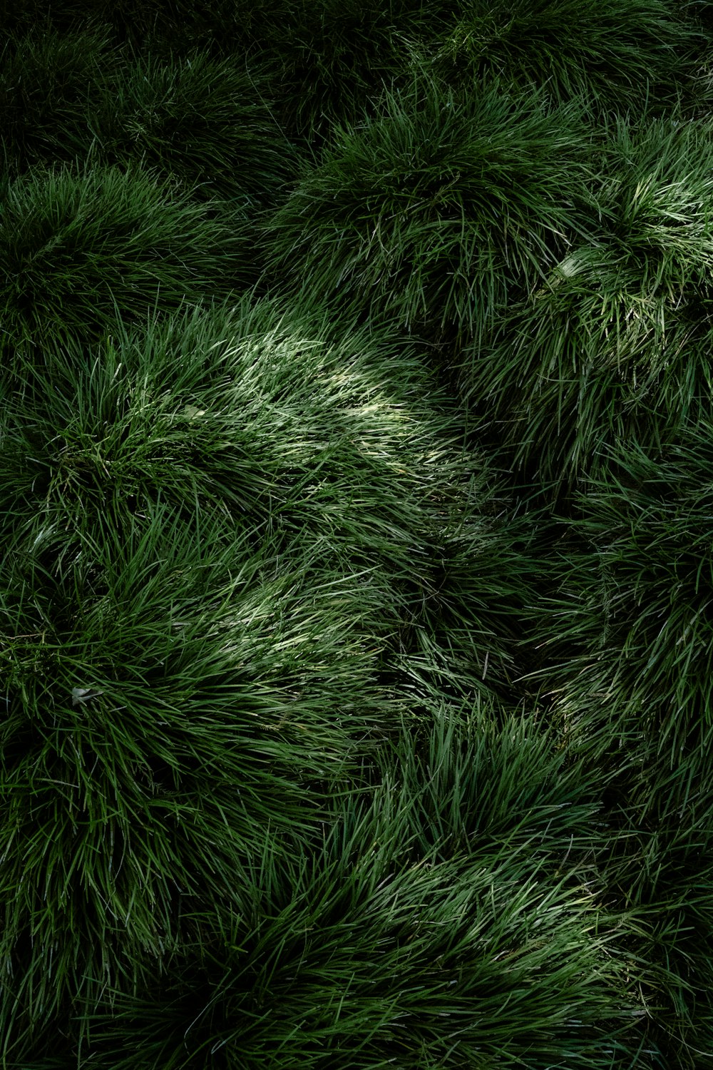 a close-up of some grass