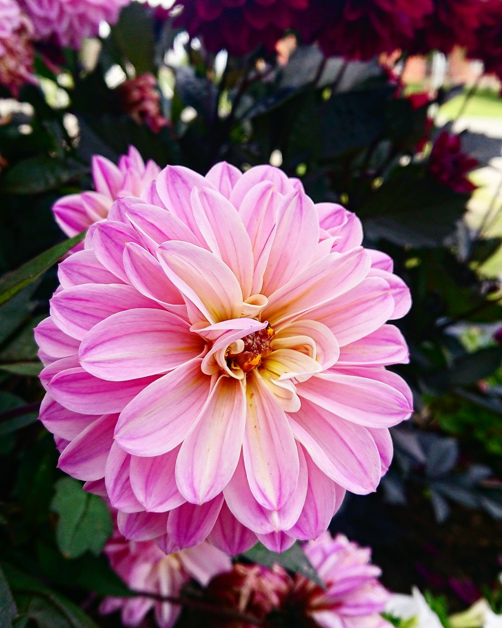 a close up of a flower