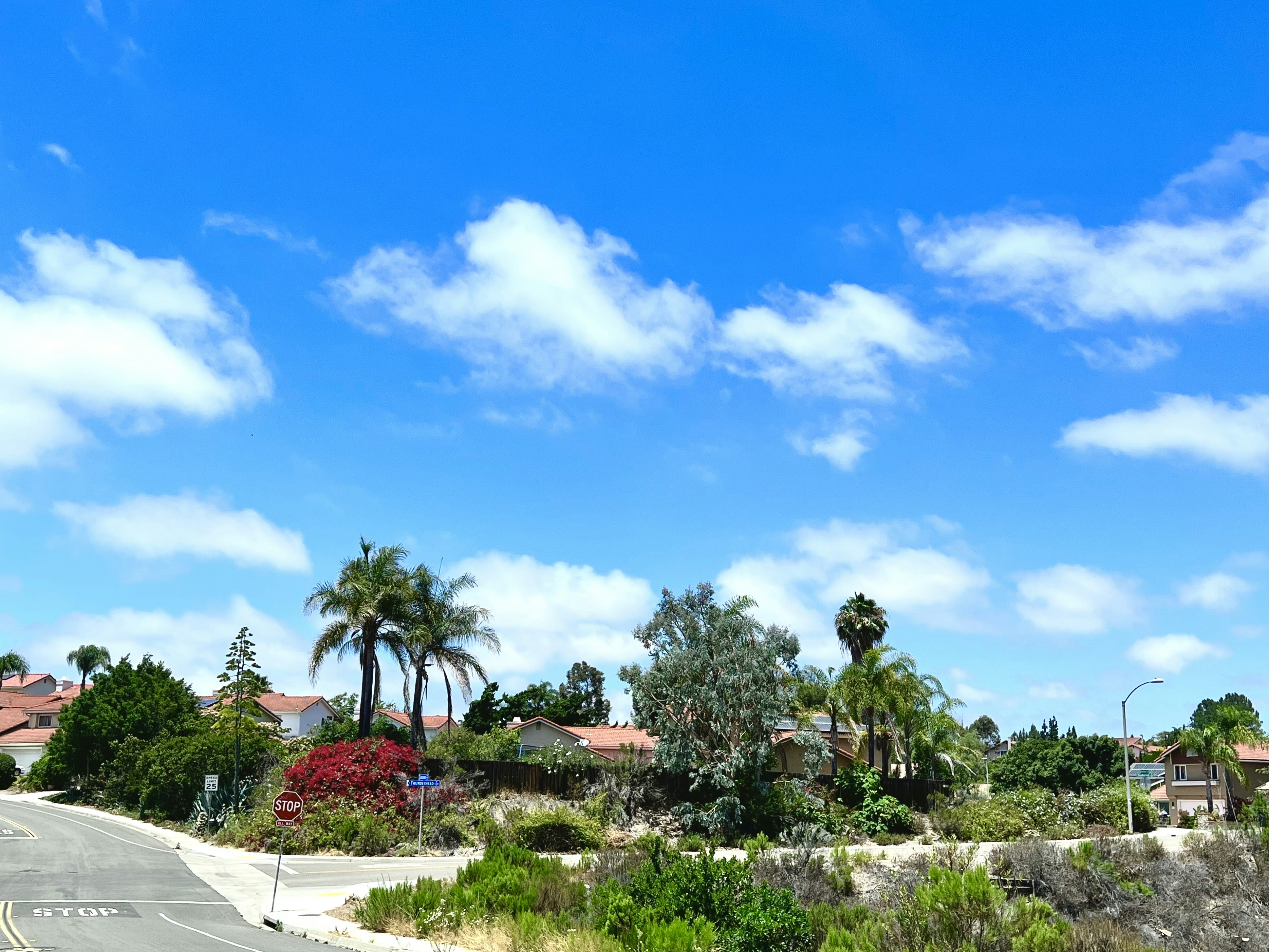 Suburban Florida neighborhood with palm trees and blue sky, bright sunny day, green lawns