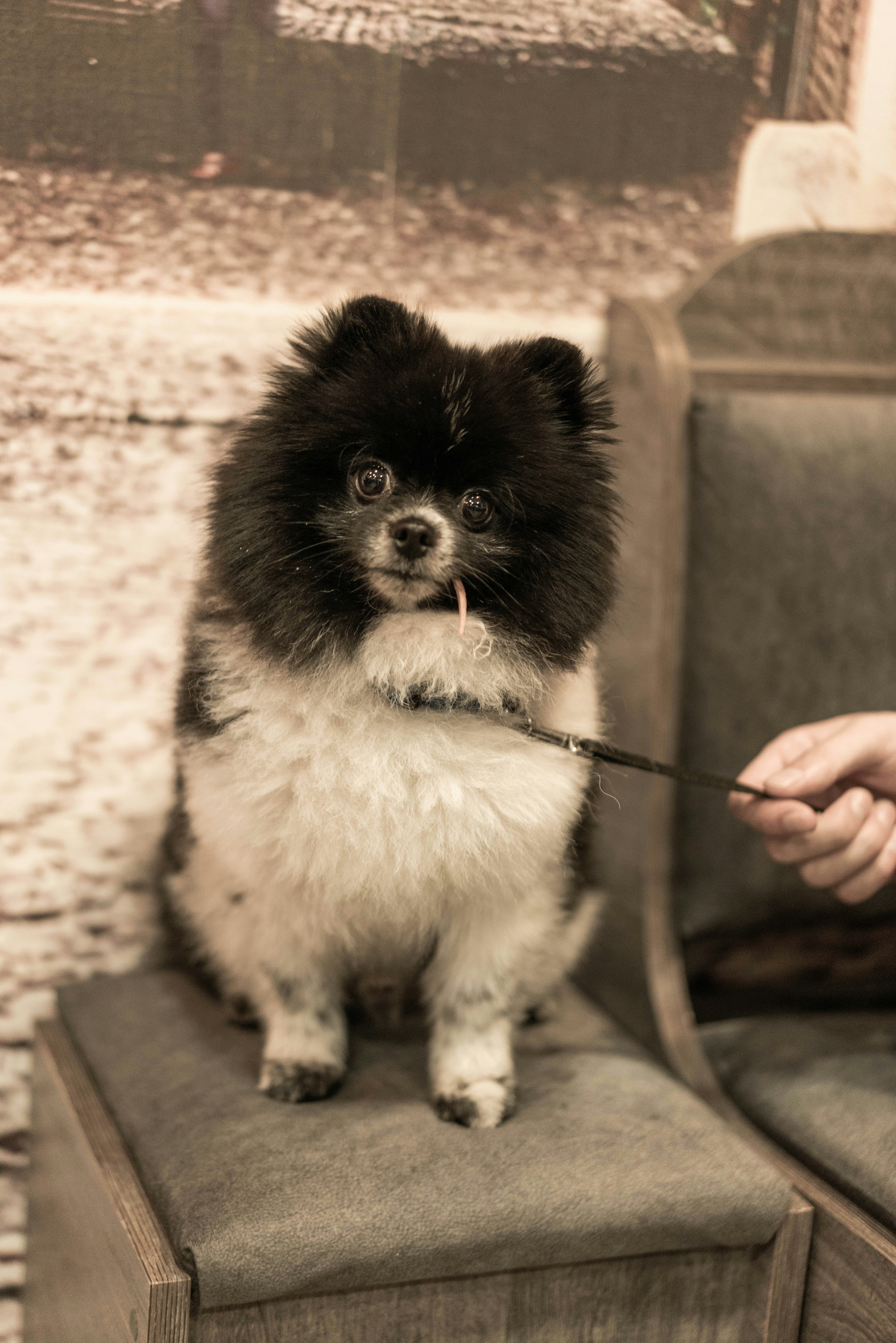 a small dog sitting on a chair