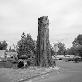 A large, weathered tree stump stands prominently by the side of a residential street, surrounded by a suburban neighborhood with houses and manicured bushes. The sky is overcast, and power lines intersect the scene. The stump's rough texture contrasts with the smoother surroundings of the paved road and neatly kept lawns.