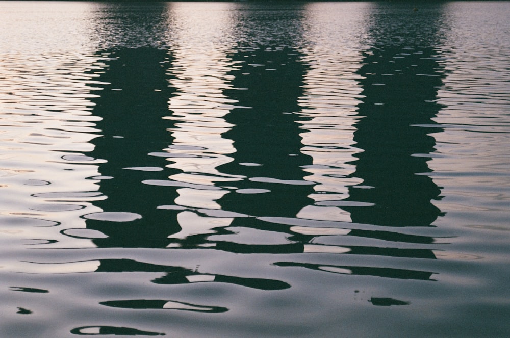 a body of water with lily pads