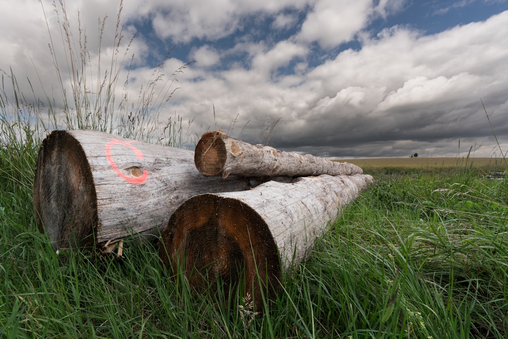 a large log in a field