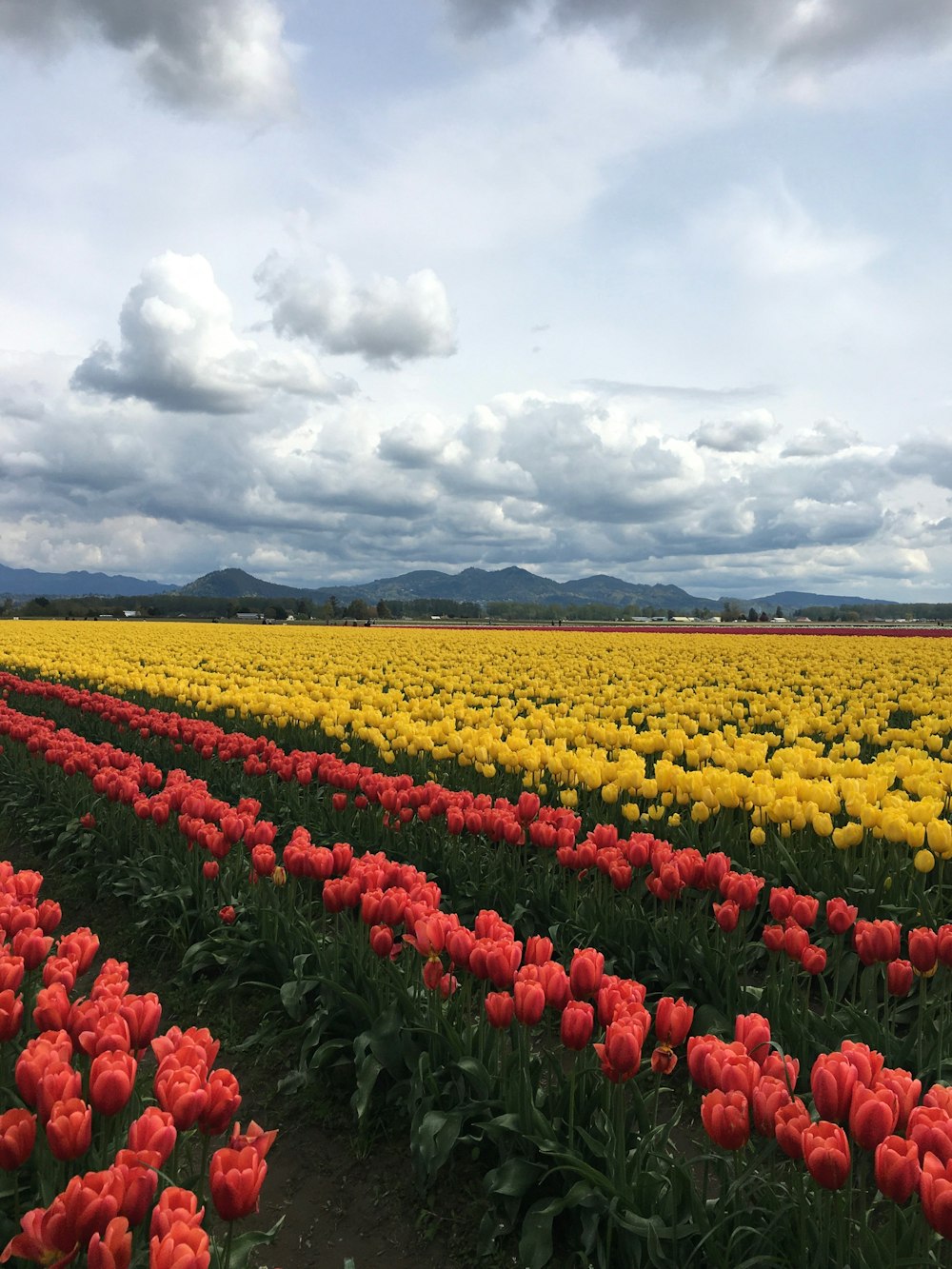 a field of tulips