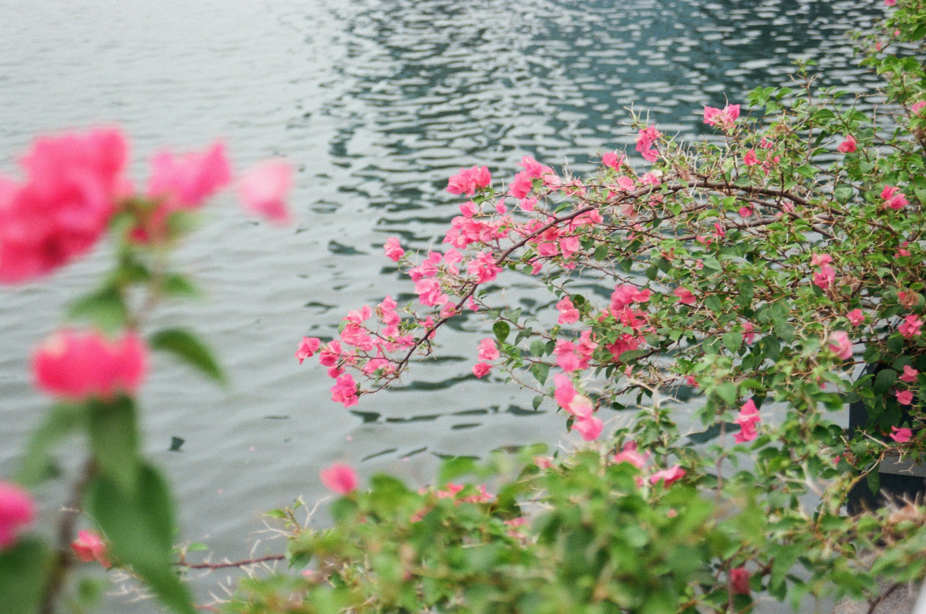 Photo by wesleypribadi