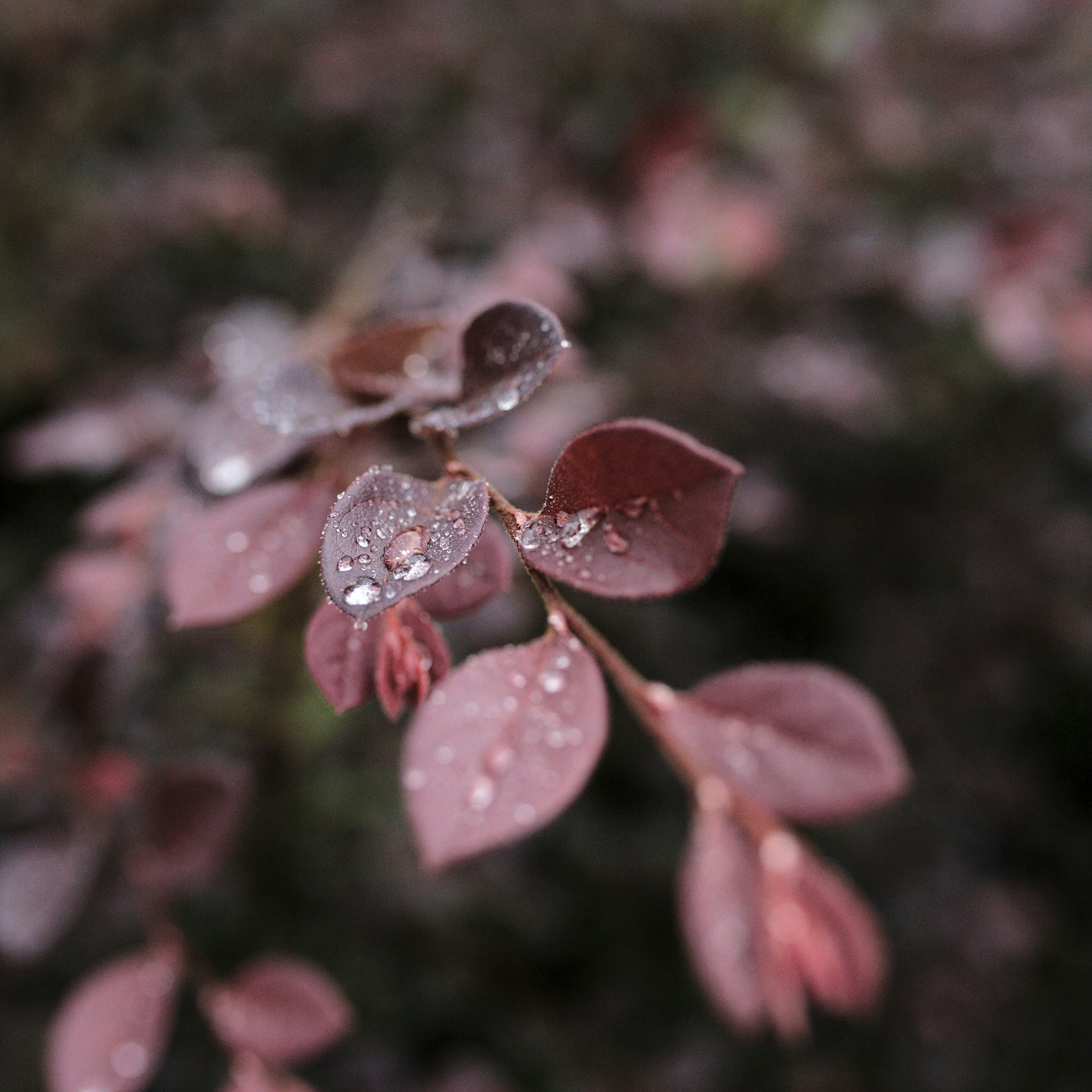 Wide aperture shallow depth of field with bokeh