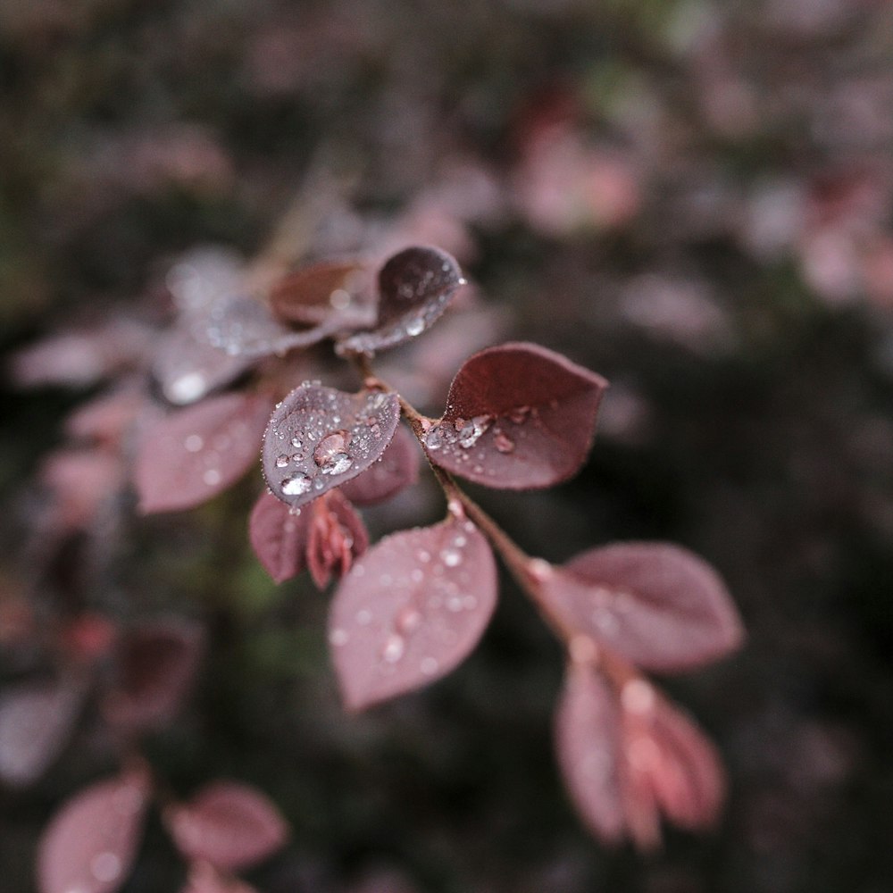 a close up of a flower