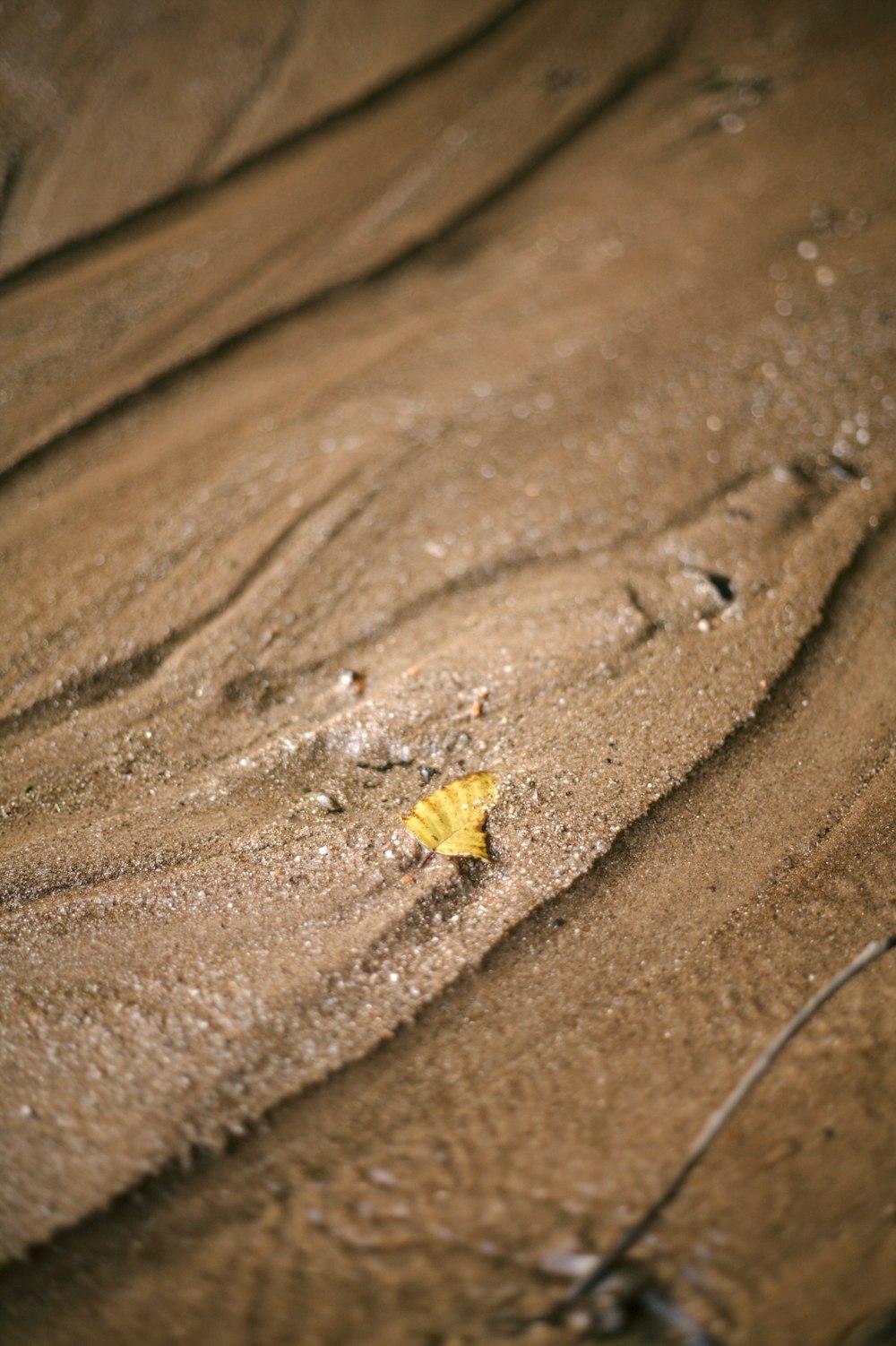 a small insect on a piece of wood