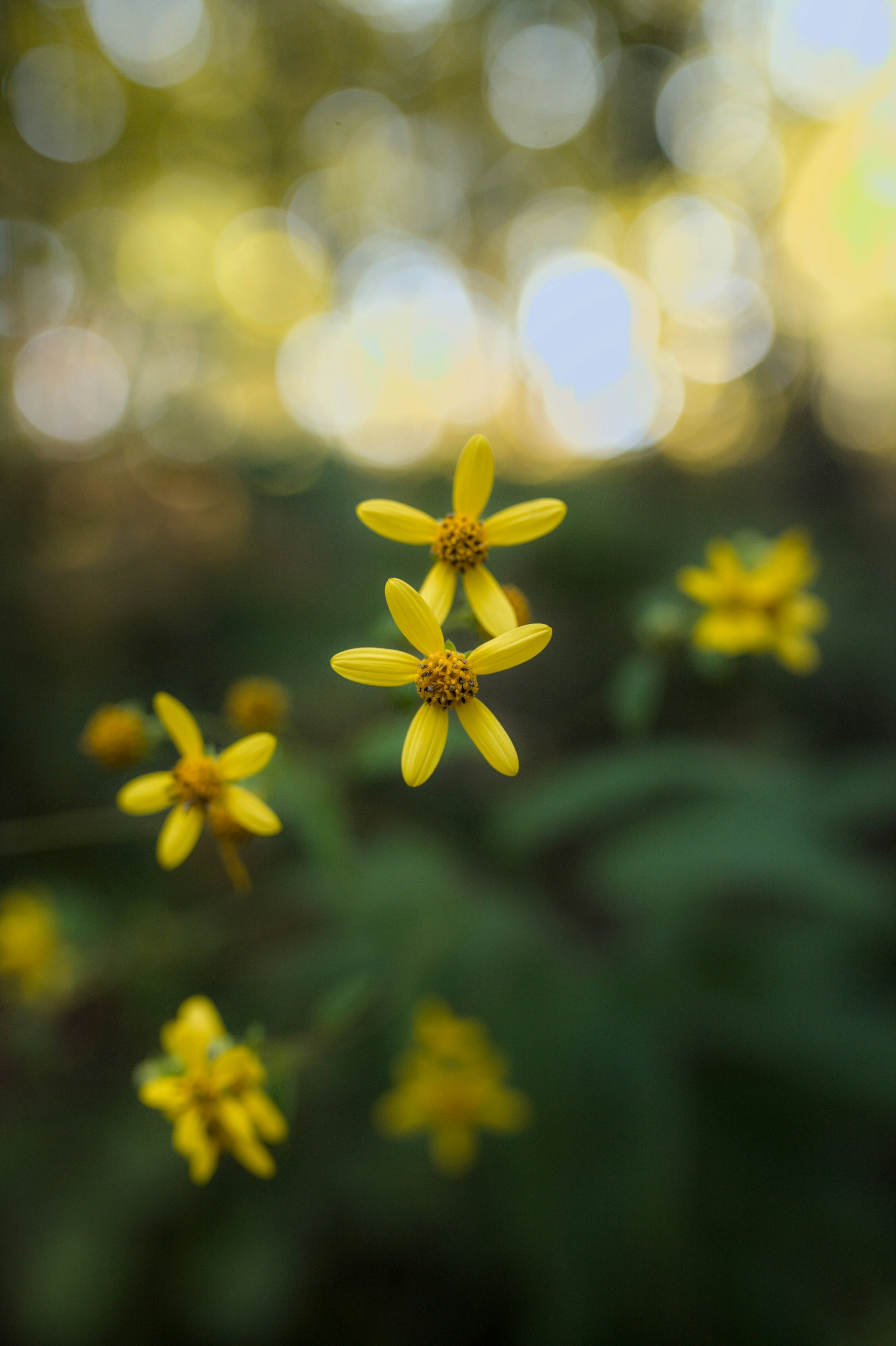 Photo by btcarpenter