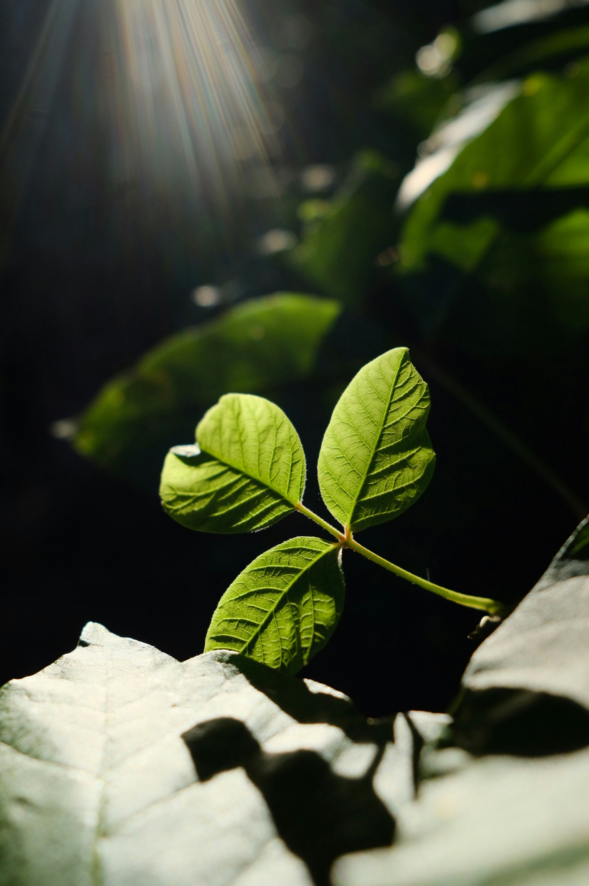 Photo by btcarpenter