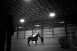 A dimly lit indoor stable with a high ceiling and overhead lights illuminating a horse being held by a person. The walls and ceiling are constructed with exposed beams and panels. There is a plant to the side, and various stable equipment is visible.