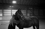 a couple of horses in a barn