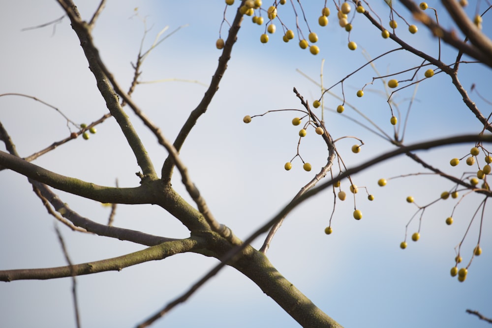a tree with branches and buds