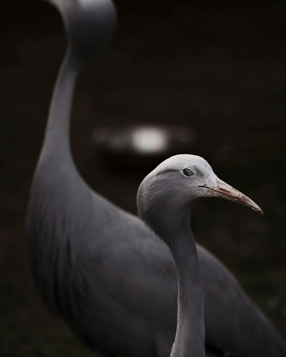 a bird with a long neck