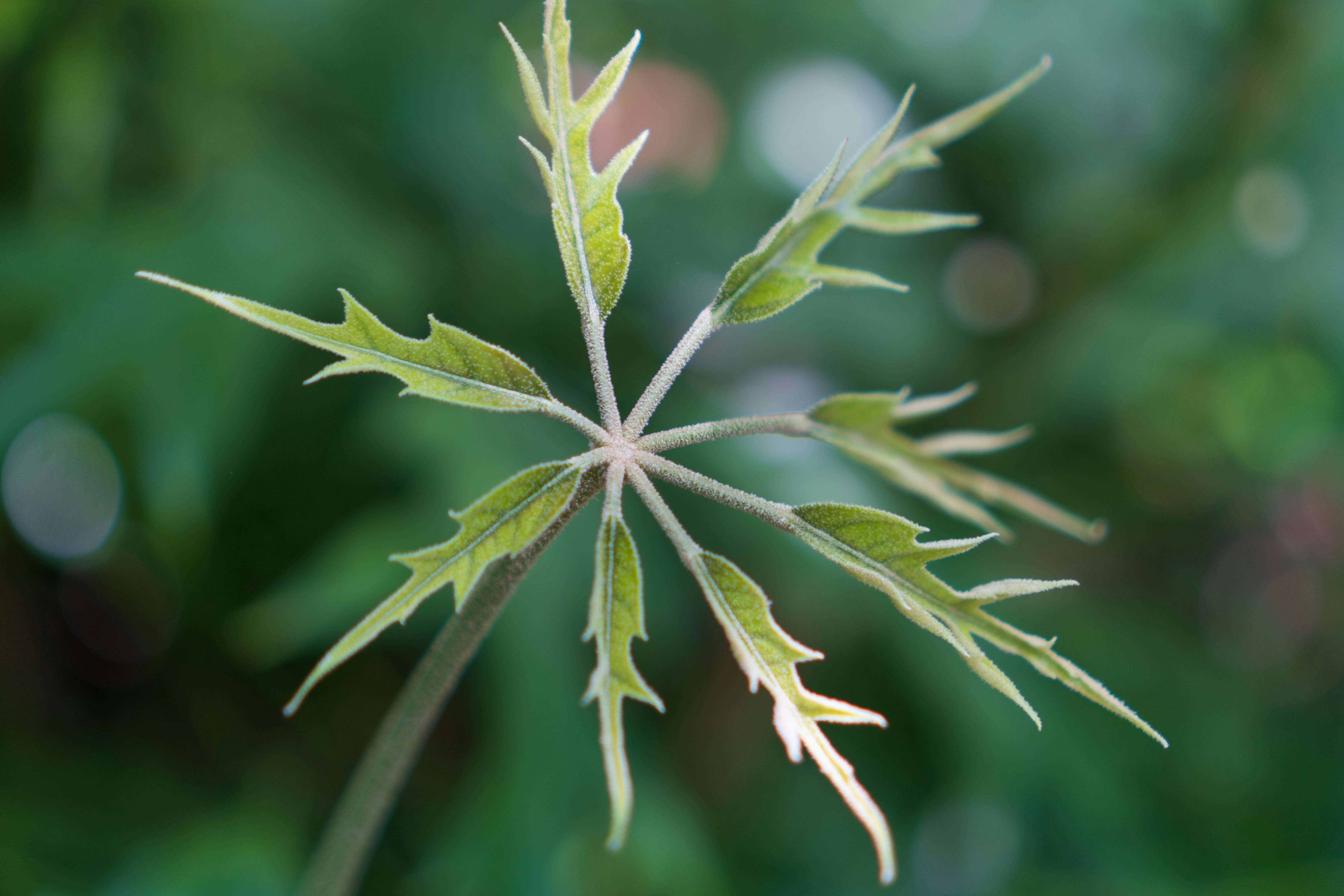 Photo by pieshelpfuloven