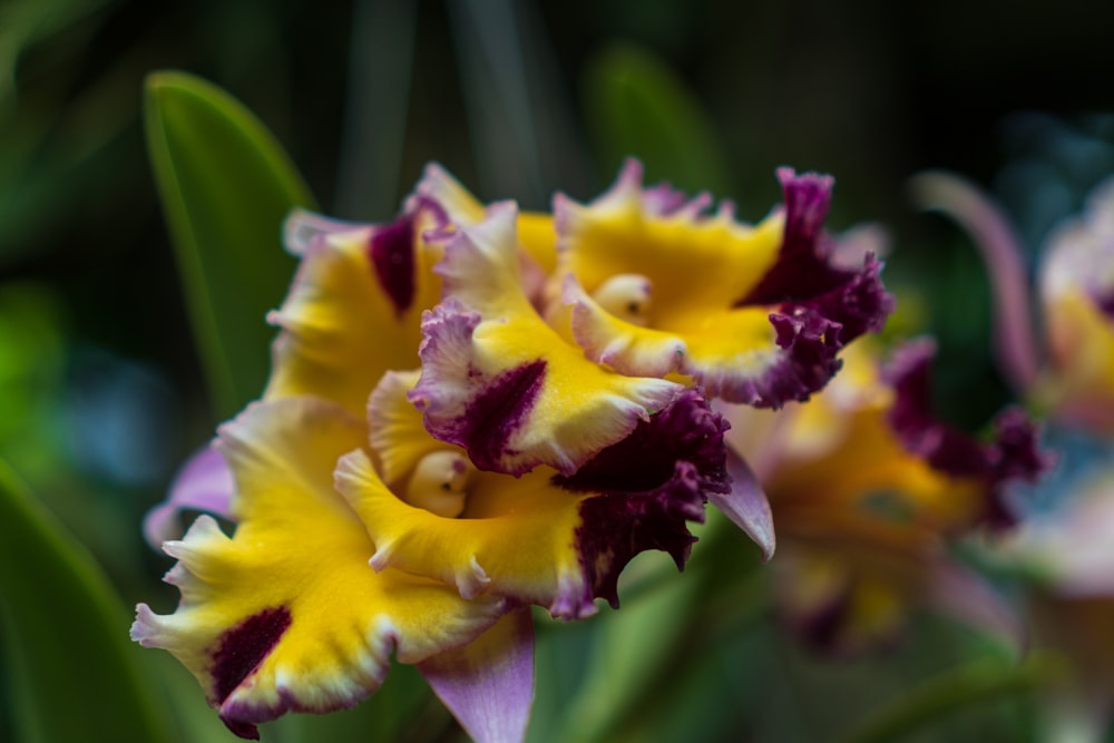 a close up of a flower