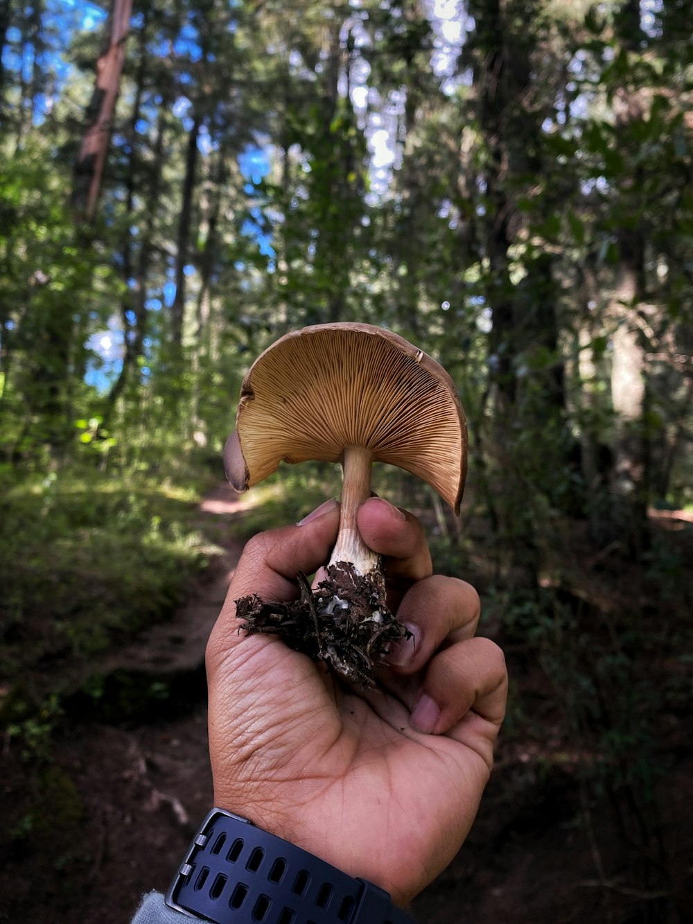 un hongo en una mano